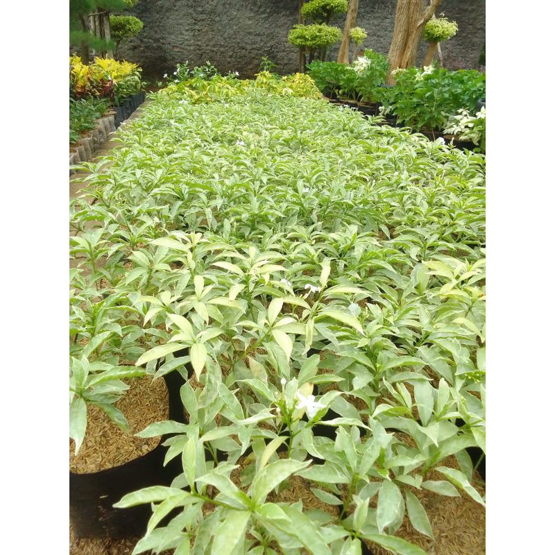 Tanaman hias Rombusa varigata bunga rombusa