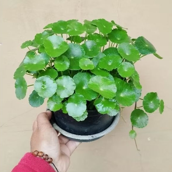

daun centella asiatica pegagan leaves 25 lembar