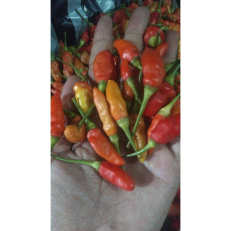 

RAWIT ORI berat 1 ons fresh baru petik.