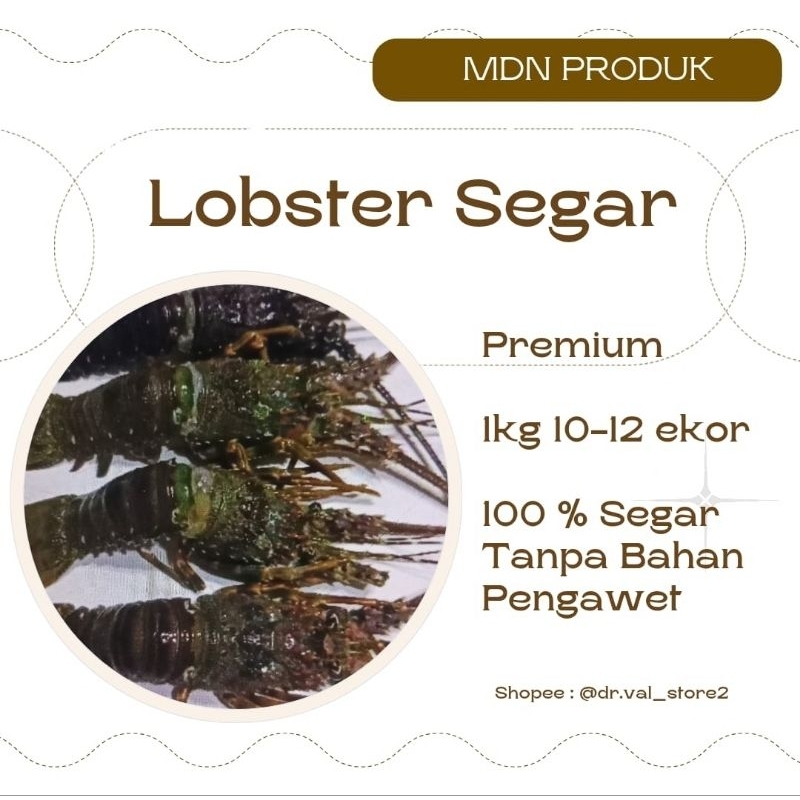 

PROMO Lobster Segar