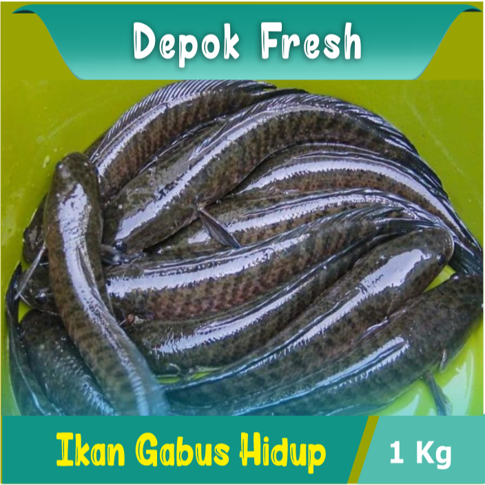 

IKAN GABUS HIDUP DAN DIBERSIHKAN IKAN AIR TAWAR 1KG