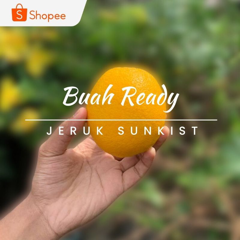 

JERUK SUNKIST / KG