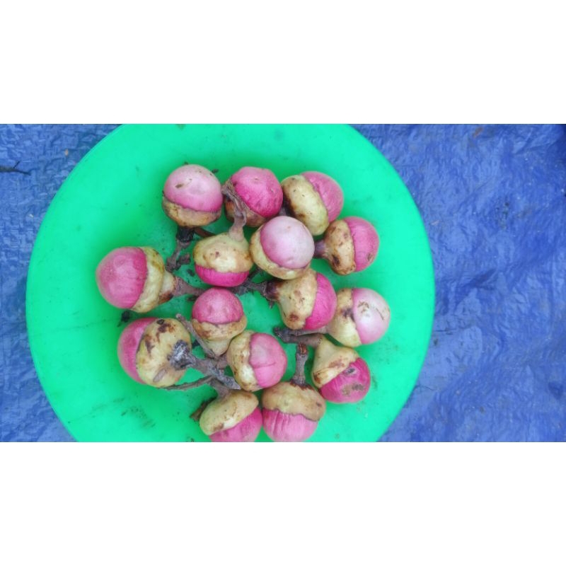 

Buah kalangkala (buah kalangkala asli kalimantan)