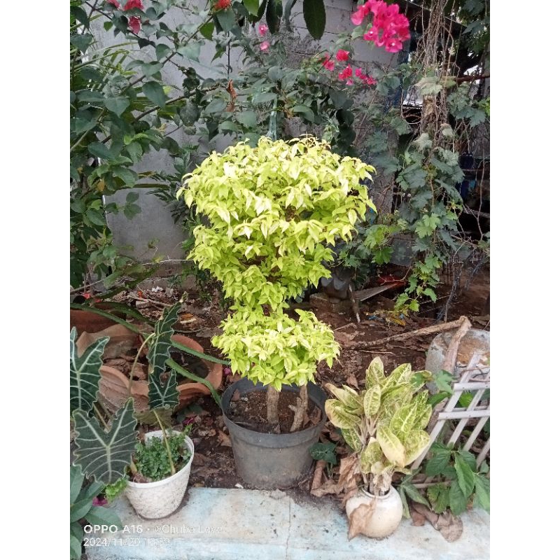 TANAMAN HIAS ANTING PUTRI BONSAI anting putri 1,5 meter tanaman hias FREE kaos polos Random