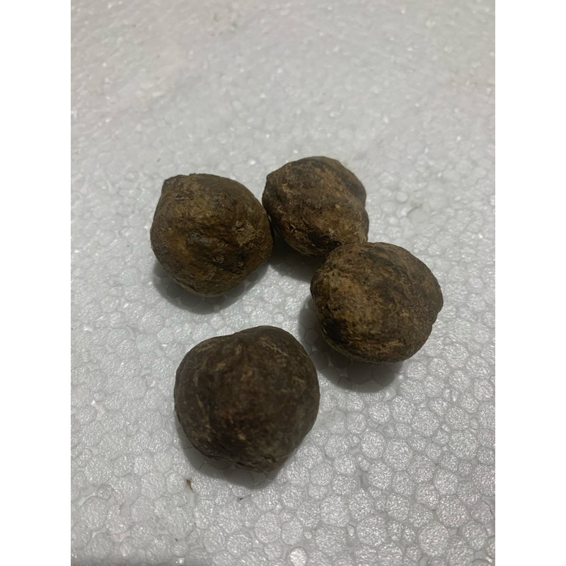 

Buah Kemiri ada Batok 1 kg, masih ada cangkang.