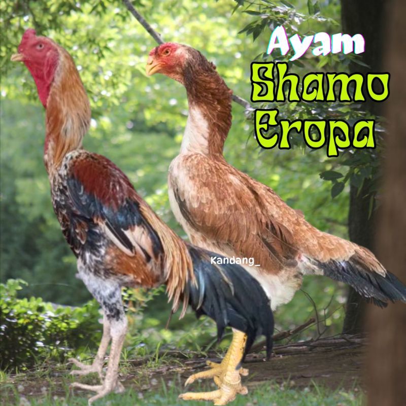 telur ayam shamo jepang ori bisa untuk di tetaskan