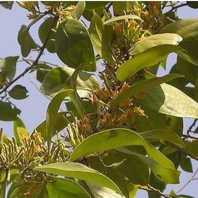 

Benalu Kemladean Di Potong Dengan Ranting Aslinya