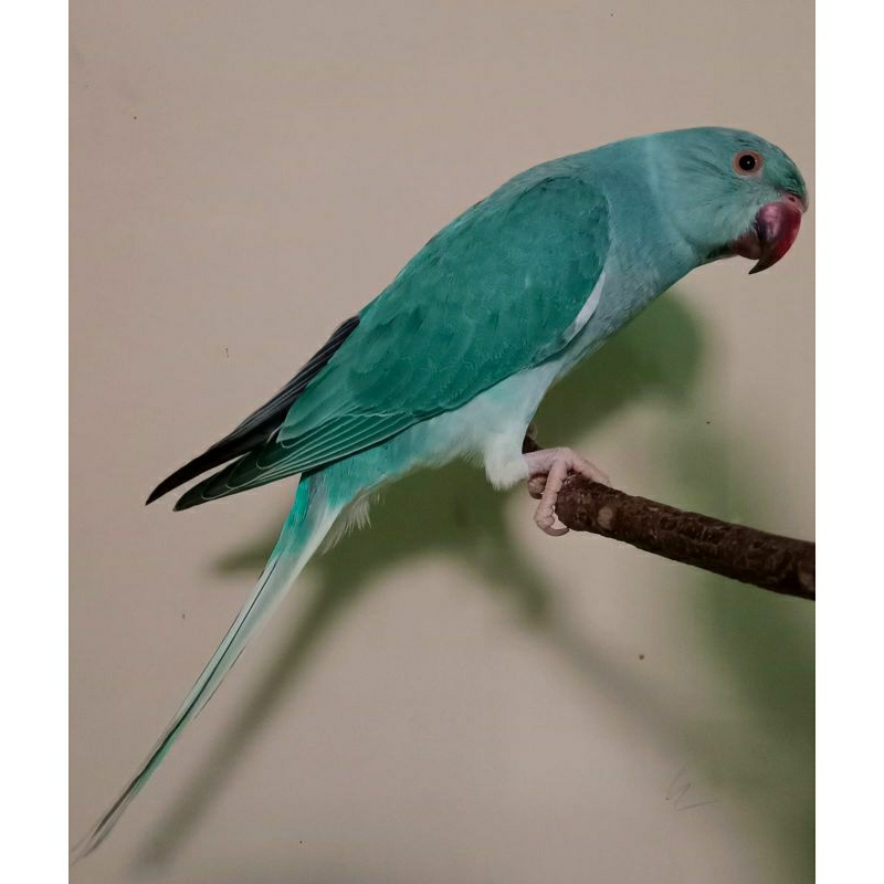 Indian Ringneck Blue Cleartail