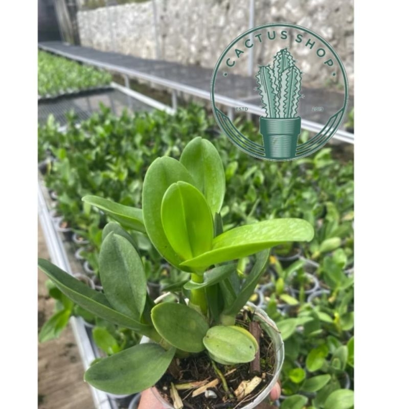 Anggrek Dendrobium Remaja - Tanaman Hias Anggrek dendrobium Remaja+ Pot Plastik / Anggrek dendrobium