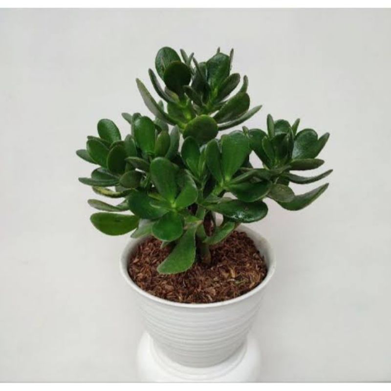 Tanaman Hias Jade Plant / Tanaman Giok - Crassula Ovata - Bahan Bonsai