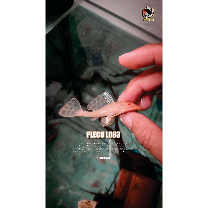 Ikan Hias Gibbiceps Pleco L083