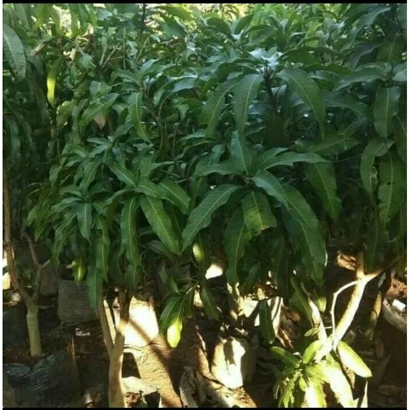 Pohon mangga Irwin tinggi 1.5 meter siap buah asli