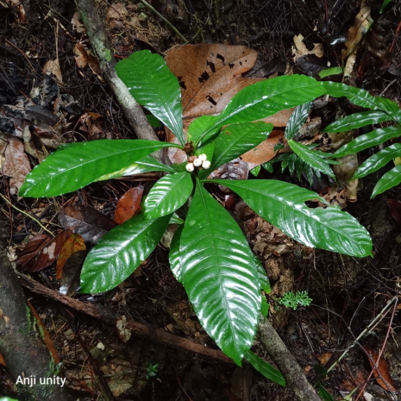 ardisia terbaru.