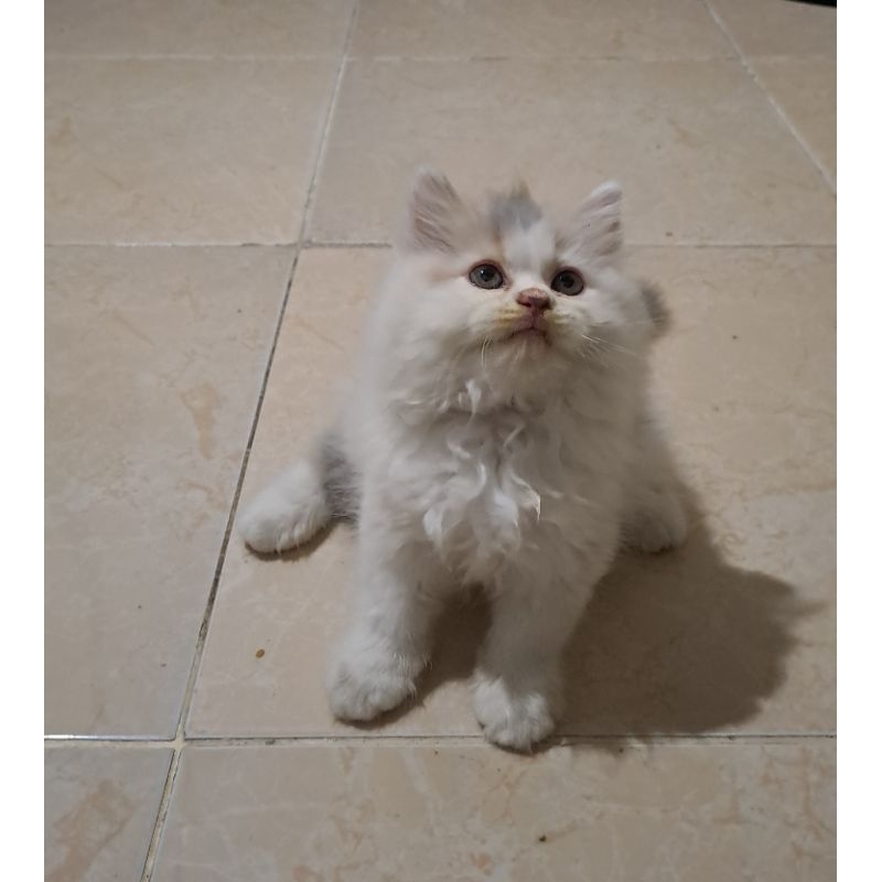 Anak kucing anggora jantan/kitten Persia jantan/kucing Persia flatnose/ Kucing anggora betina/kucing