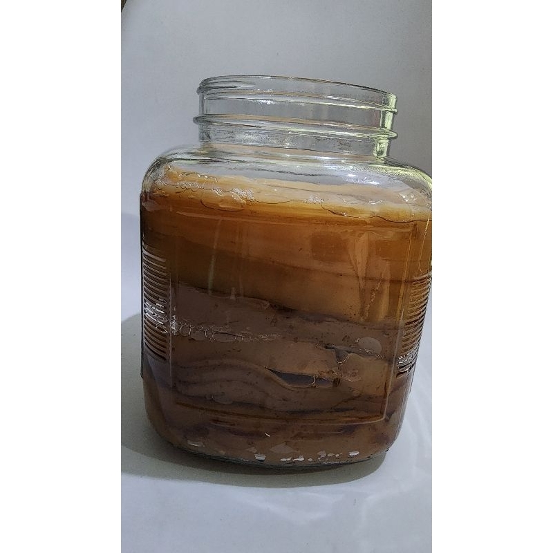 

SCOBY KOMBUCHA GENDUT