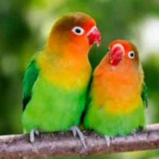 LOVEBIRD JOSAN HARGA SATUAN