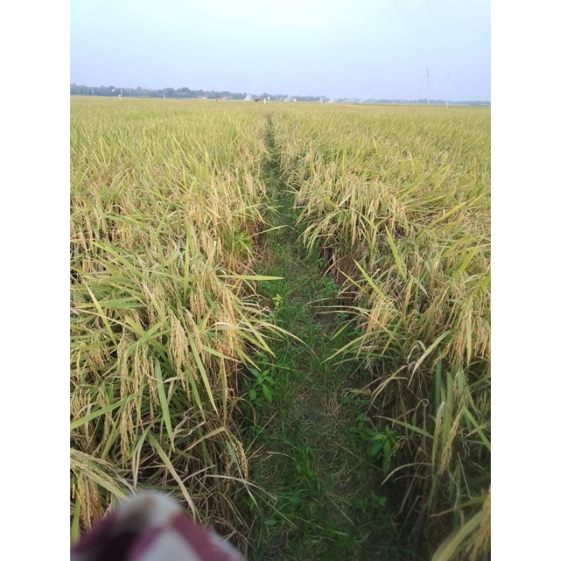 Benih Padi Unggul KEBO PUTIH kemasan 5 kg