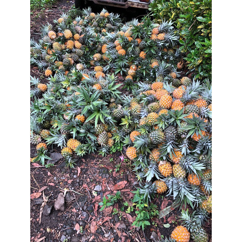 

nanas maduaslipemalang