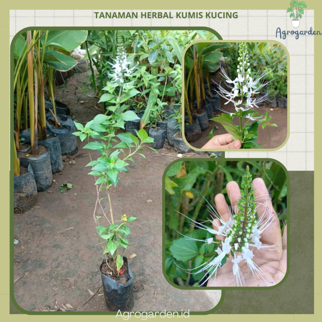 TANAMAN HERBAL KUMIS KUCING - Tanaman Obat Kumis Kucing - Bibit Tanaman Herbal Daun Kumis Kucing - T