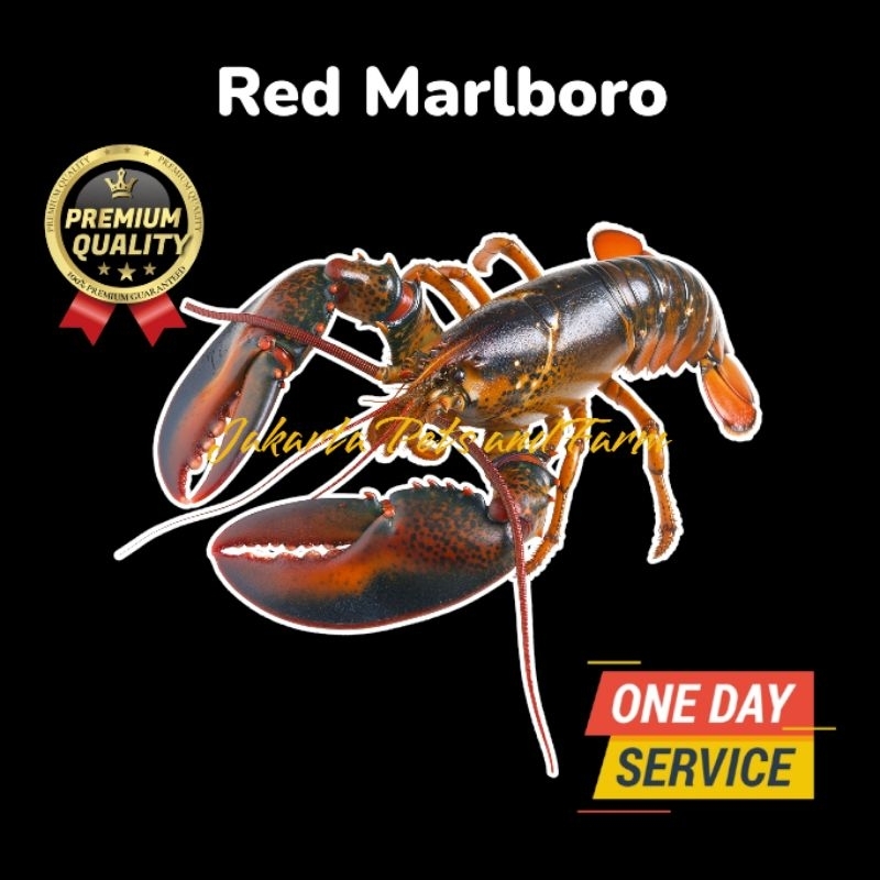 Bibit Udang Lobster Red Marlboro - Red Marlboro Shrimp