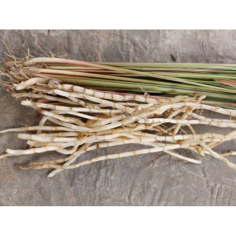 

akar alang alang fresh sudah bersih 500g