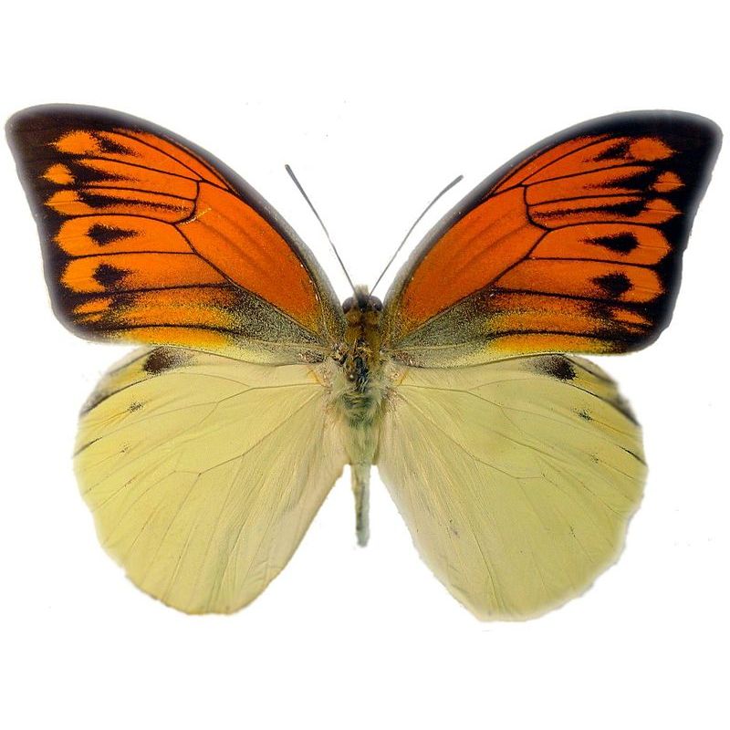 taxydermi awetan serangga kering unik kupu kupu asli ordo Lepidoptera hebomoia leocippe