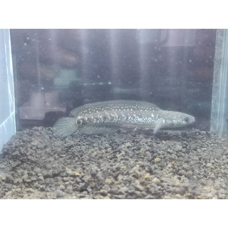 channa Asiatica