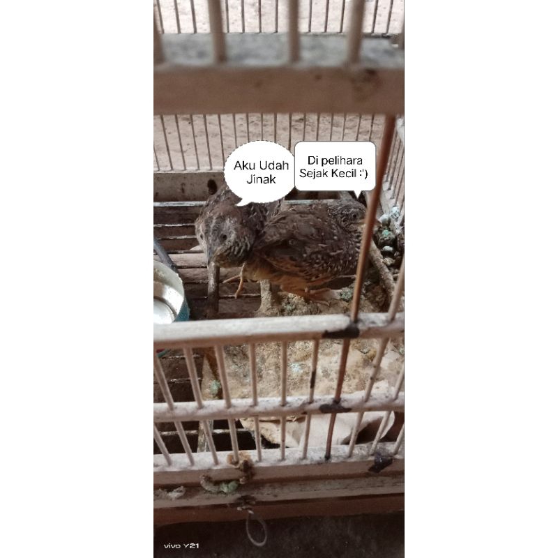 Burung Puyuh Liar Sudah Poer_JODOHAN (1 Pasang Jantan Betina)_Puyuh Tegallan_Burung Puyuh Jawa