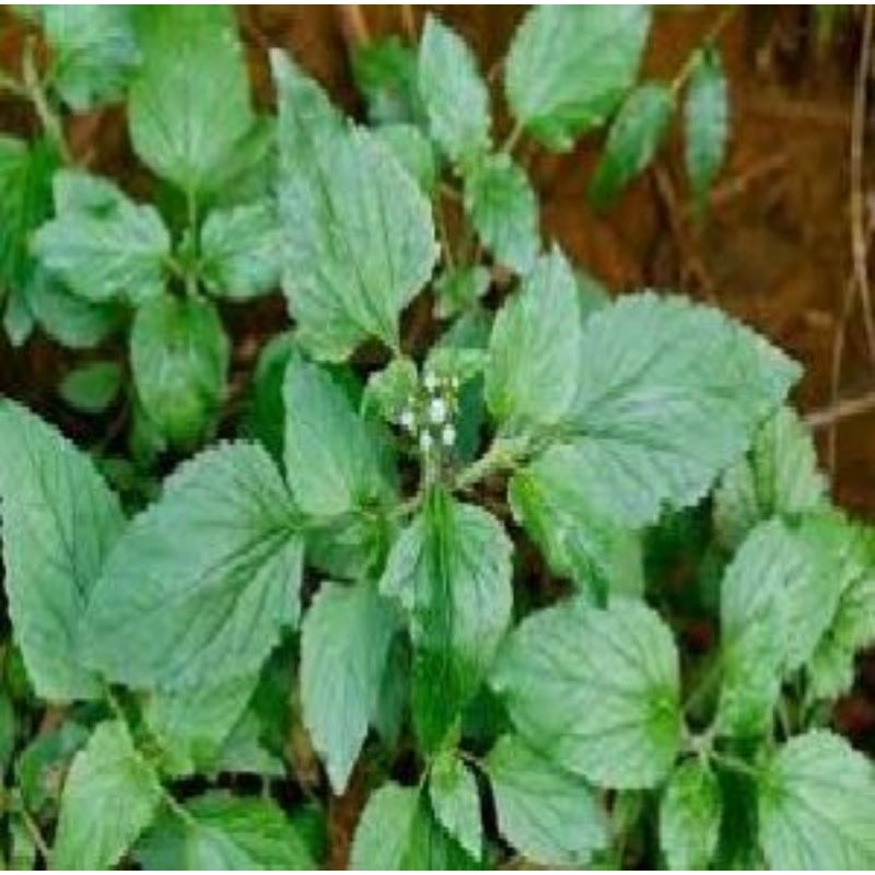 

herbal daun badotan 250gr siap kirim