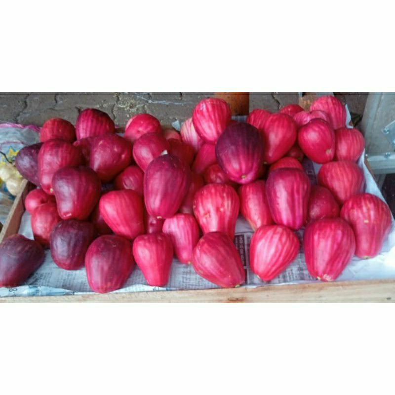 

Kirim Instan 1 Kg Jambu Jamaika Fresh