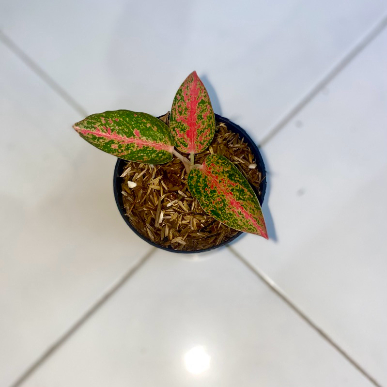 Aglaonema Kendedes