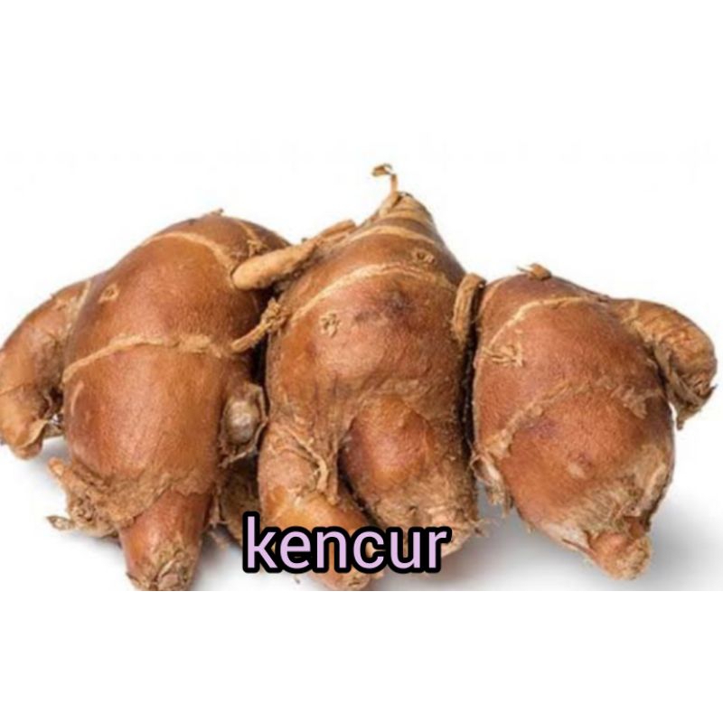 

KENCUR BESAR DAN TUA RP 9.000 / 250 GRAM