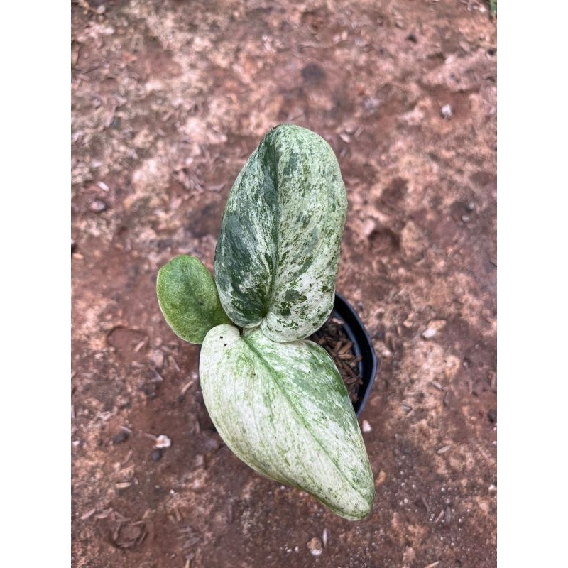 scindapsus marble queen