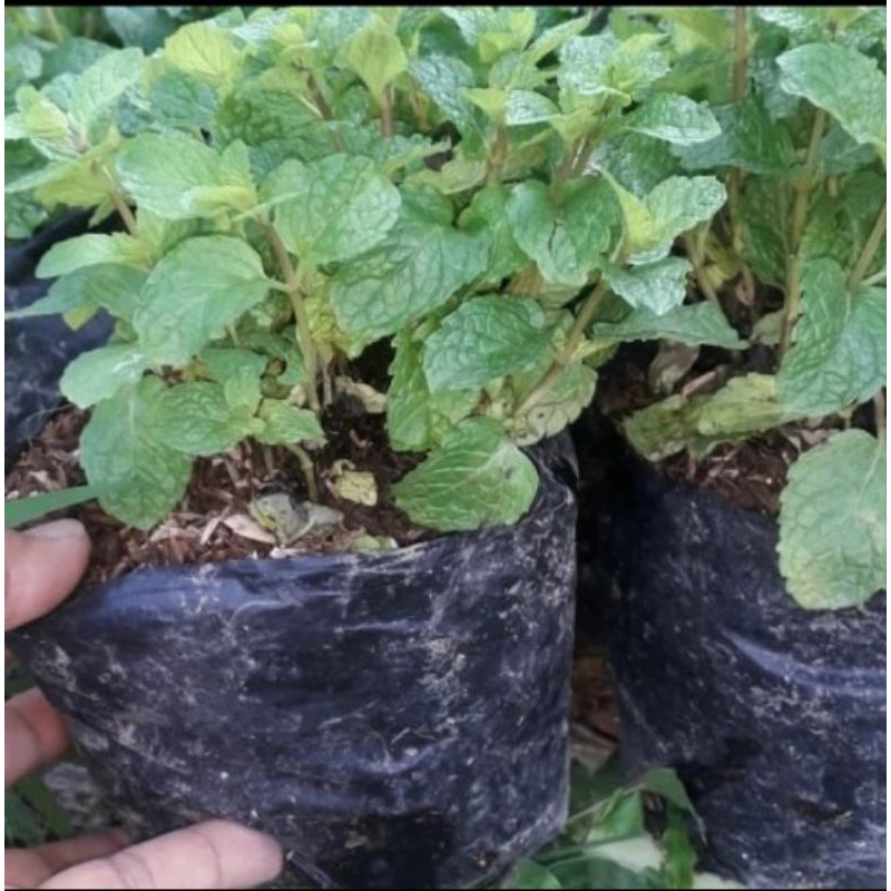 Benih bibit tanaman daun mint