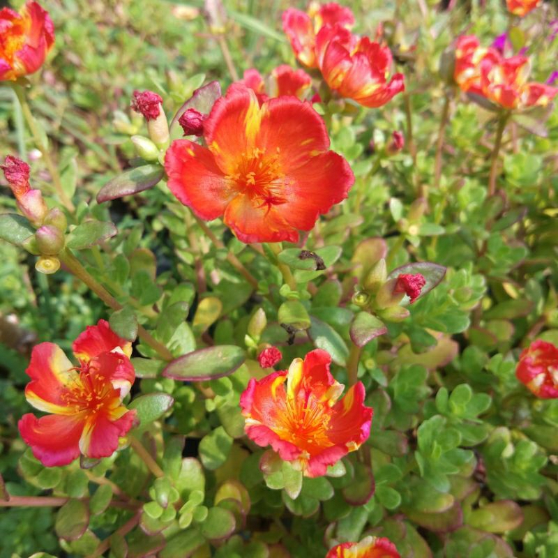 Krokot import duna SWEET RED / mossrose / tanaman hias pukul 9