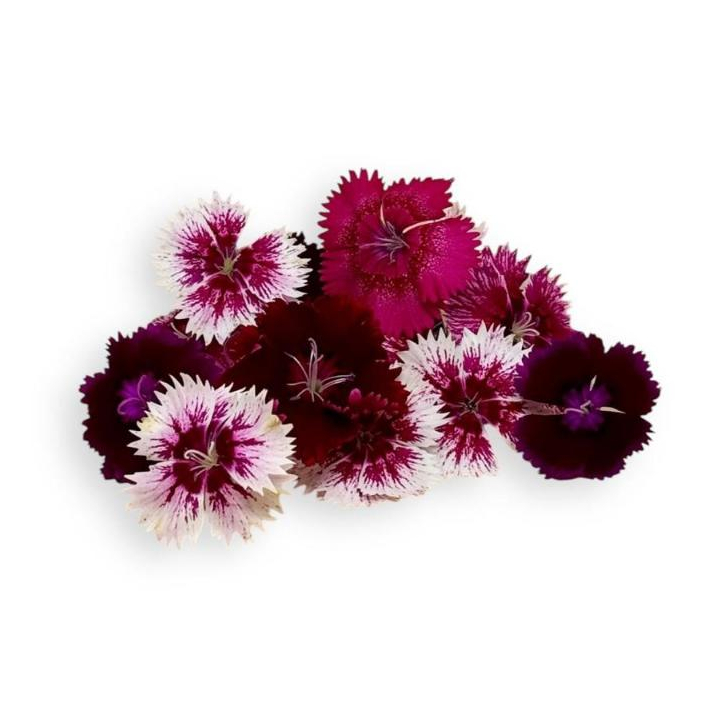 

EDIBLE FLOWER MIX Dianthus 30 pcs – Fresh Edible Flower – Bunga dapat dimakan - Kropnation