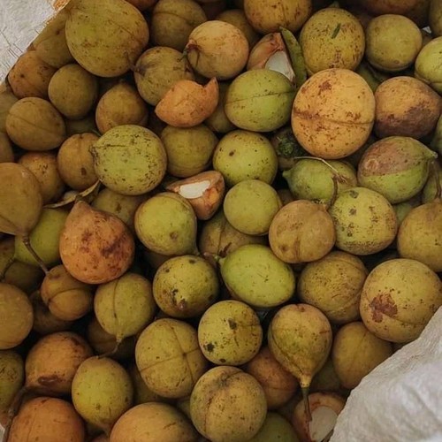 

buah Pala Segar/ Pala Muda Utuh 1kg / Buah Pala Segar Untuk Herbal Insonia Dan Bahan MAnisan Pala