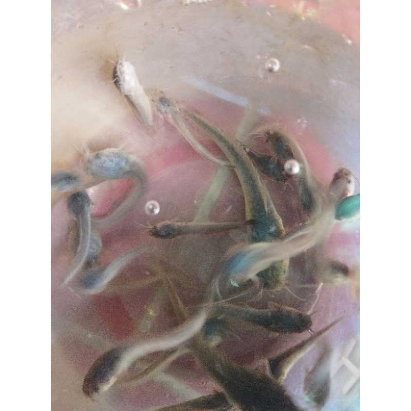 Lele hidup pakan ikan predator arwana,oscar,pbas dll -+25ekor uk besar kecil