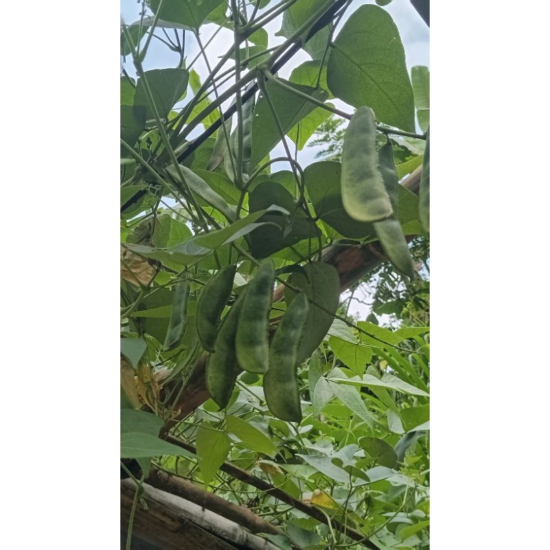 

kacang karo besar unggul bijih bagus