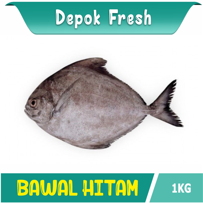 

IKAN BAWAL HITAM IKAN LAUT SEGAR 1KG