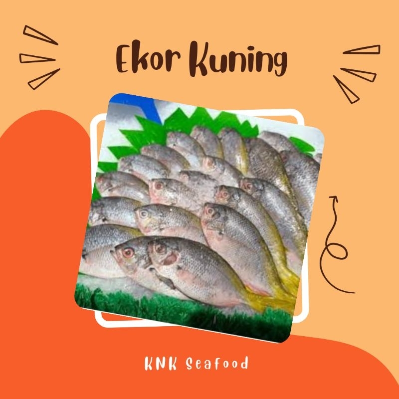 

KNK - ikan ekor kuning premium