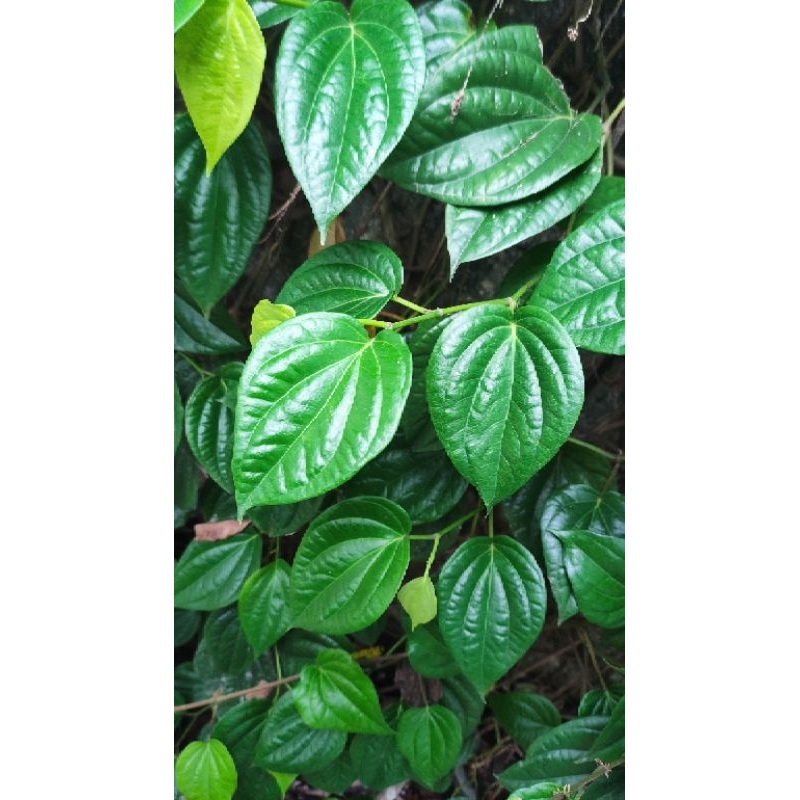 

Daun sirih organik
