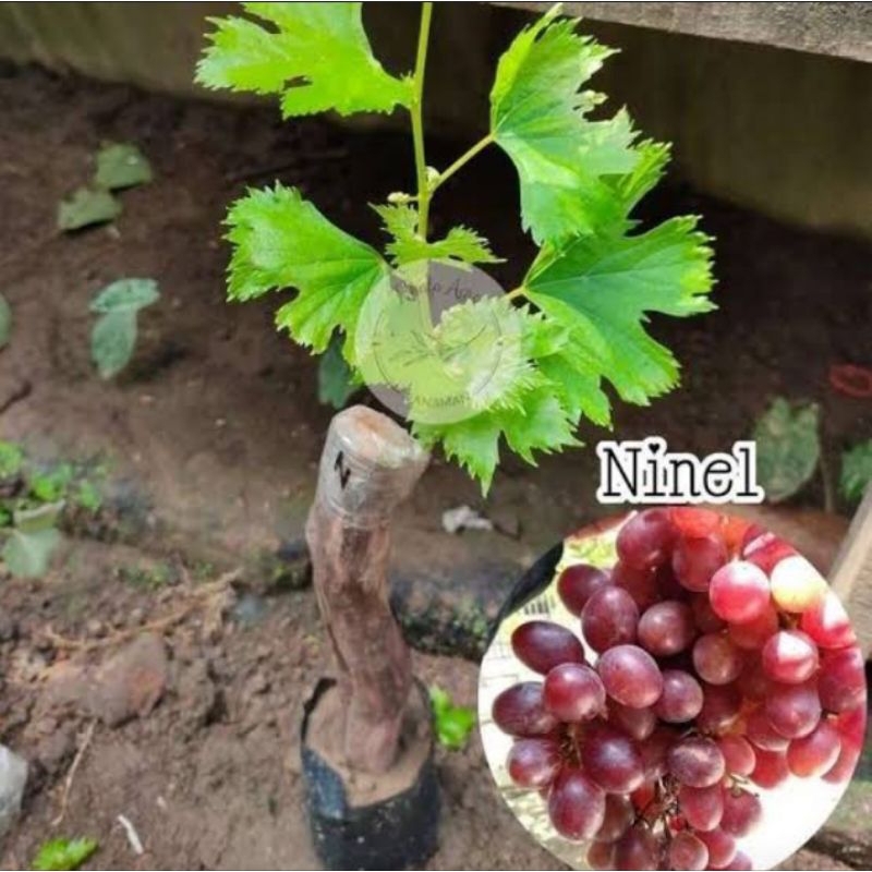 

LIVE!!! Bibit Anggur Ninel Import Super Grafting