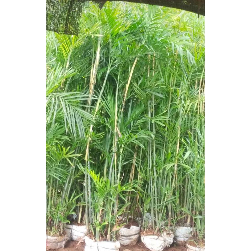 Pohon hias comodoria tinggi 2meter untuk indoor