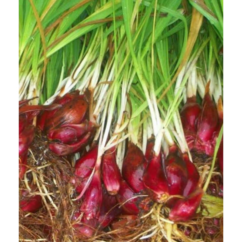 

BAWANG DAYAK SEGAR 1KG