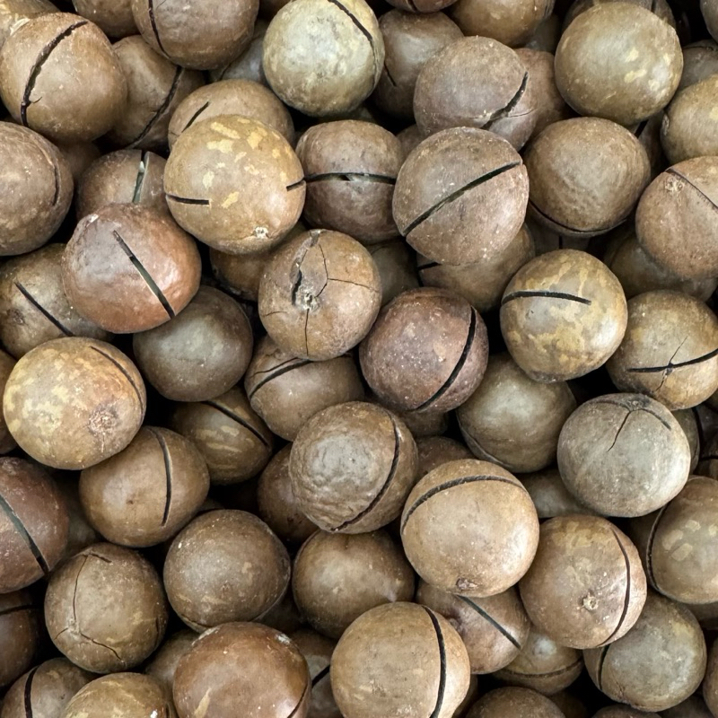 

KACANG MACADAMIA 250 GRAM