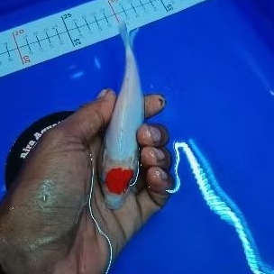 

Stiker koi tancho original patern 15cm sesuai video