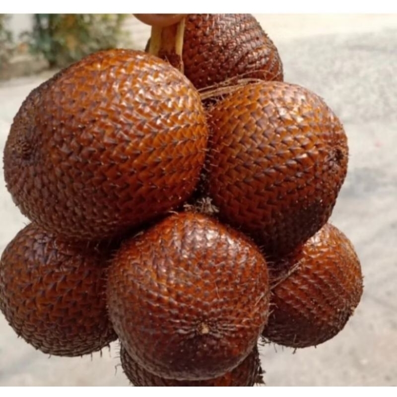

Buah Salak Gula Pasir | Salak Gula Pasir Bali 1kg