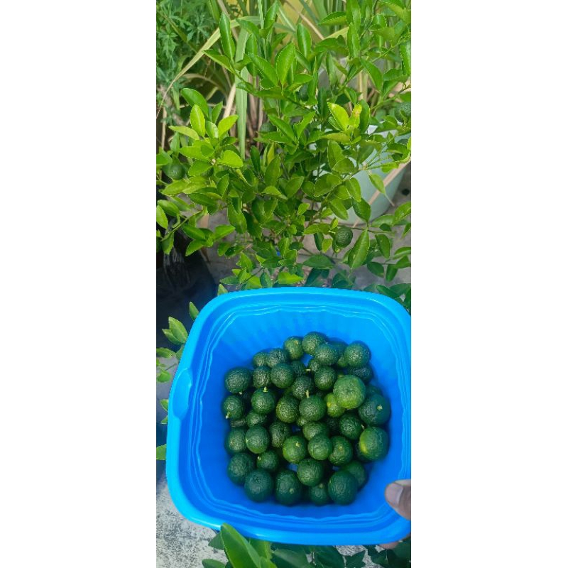 

jeruk limau atau jeruk sambal