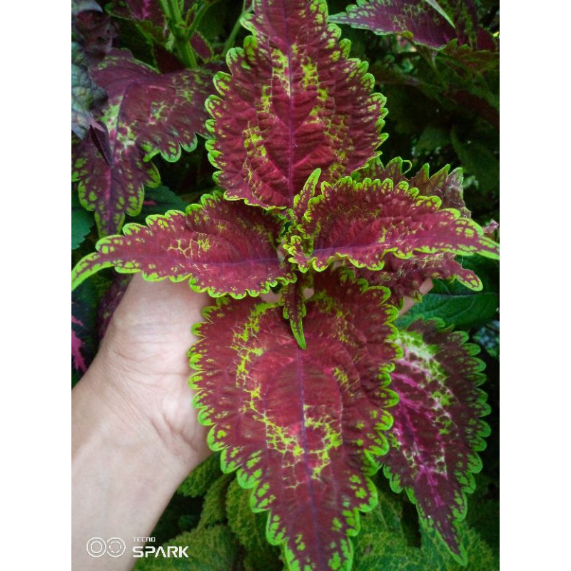 bunga miana//miana iler//miana jawer jotok